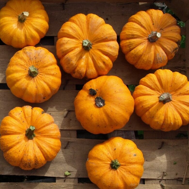 Ķirbis Jack de little